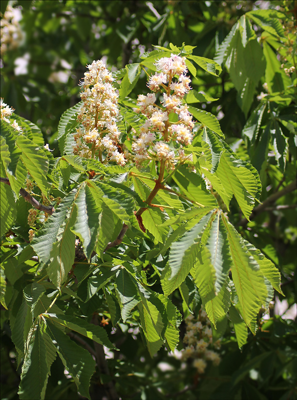 Image of Aesculus hippocastanum specimen.