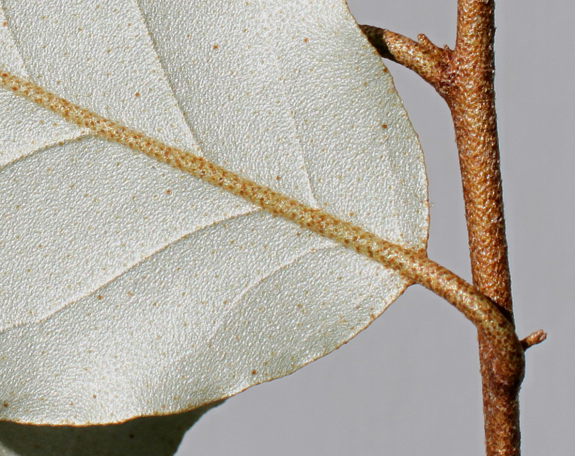 Image of Elaeagnus pungens specimen.