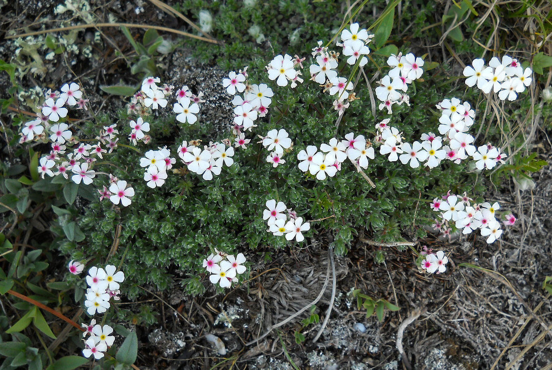 Image of Androsace taurica specimen.