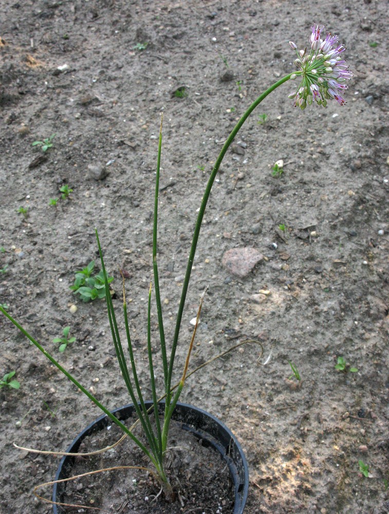 Image of Allium tianschanicum specimen.