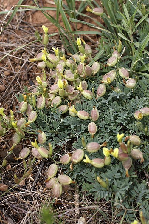 Image of Astragalus xanthomeloides specimen.