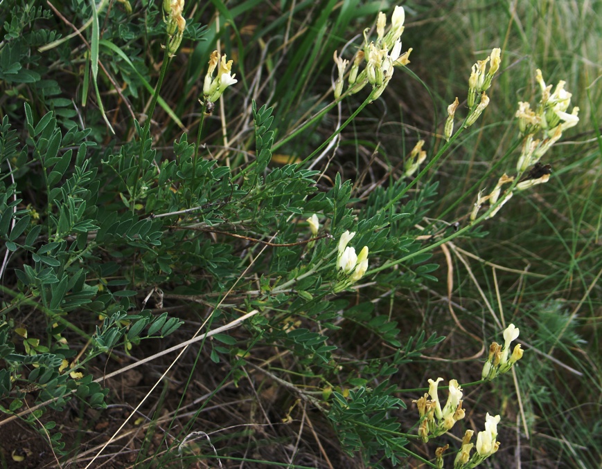 Image of Astragalus storozhevae specimen.