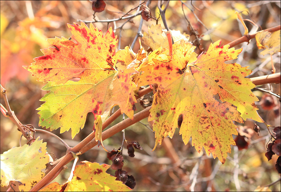 Image of Vitis vinifera specimen.