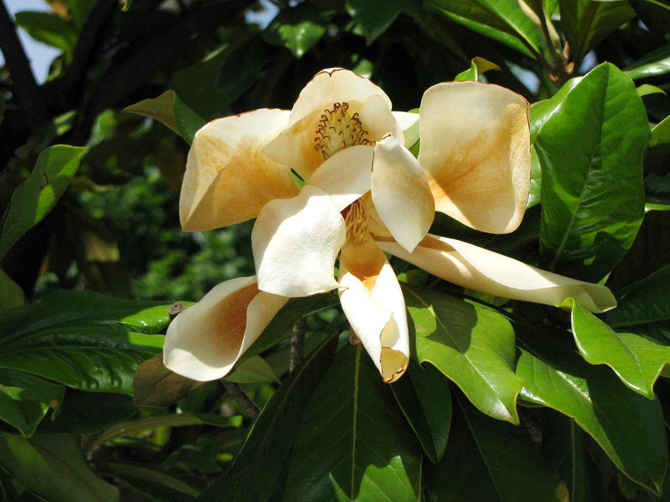 Image of Magnolia grandiflora specimen.