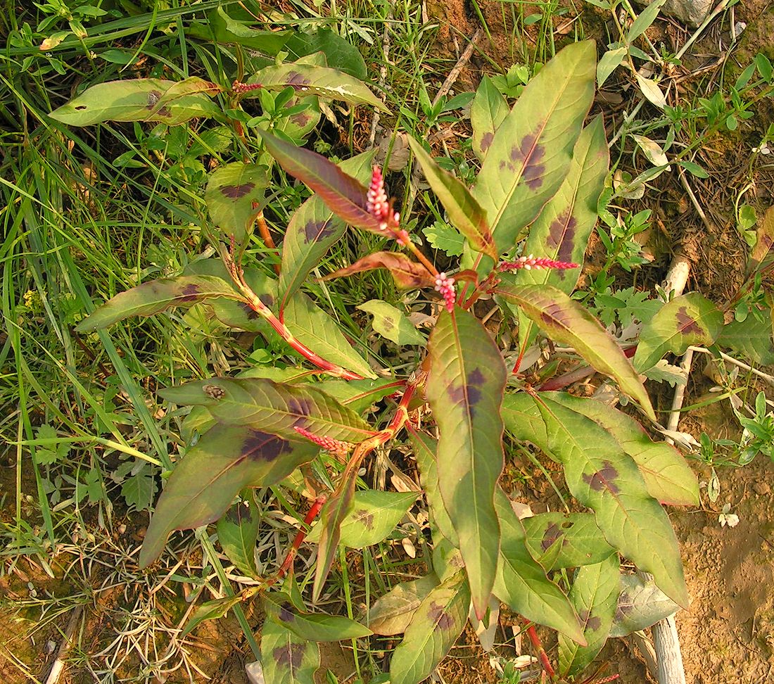 Изображение особи Persicaria lapathifolia.