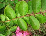 Lagerstroemia indica