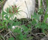 Trifolium stellatum. Расцветающее (справа) и отцветающее растения. Израиль, Северный Негев, лес Лаав. 05.03.2013.