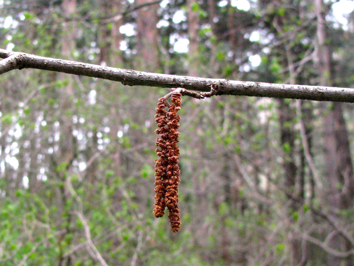 Изображение особи Corylus avellana.