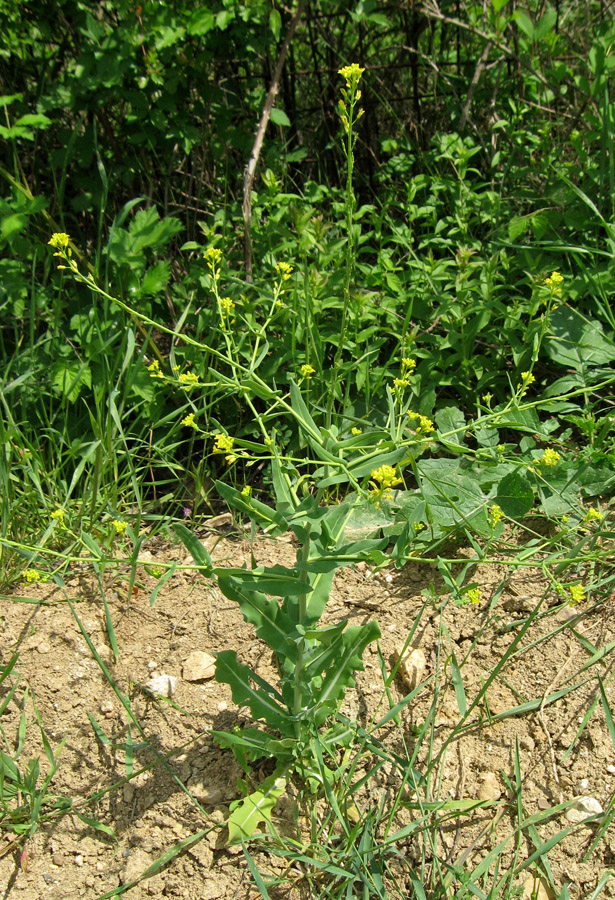 Изображение особи Myagrum perfoliatum.