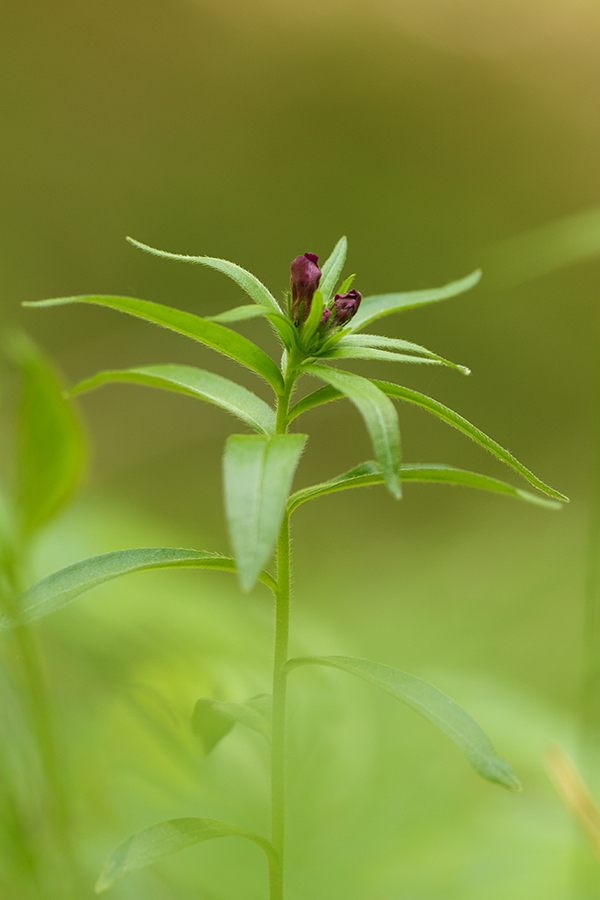 Image of Aegonychon purpureocaeruleum specimen.