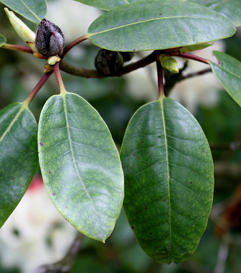 Image of Rhododendron wardii specimen.