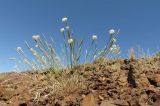 Dianthus soongoricus. Цветущее растение в петрофитной опустыненной степи на склоне сопки. Казахстан, Восточно-Казахстанская обл., Аягозский р-н, 34 км ССЗ пос. Актогай; Северное Прибалхашье, мелкосопочный массив Кугунь. 31.05.2013.