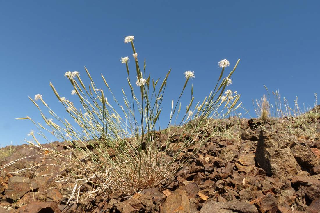 Image of Dianthus soongoricus specimen.