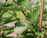 Filipendula ulmaria. Часть побега и основание листа. Германия, г. Krefeld, Ботанический сад. 10.06.2013.