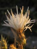 Centaurea diffusa. Соцветие. Краснодарский край, Новороссийск, мыс Шесхарис, прибрежный склон Маркотхского хребта, можжевеловое редколесье, ≈ 500 м н.у.м., каменистая россыпь. 21.07.2013.