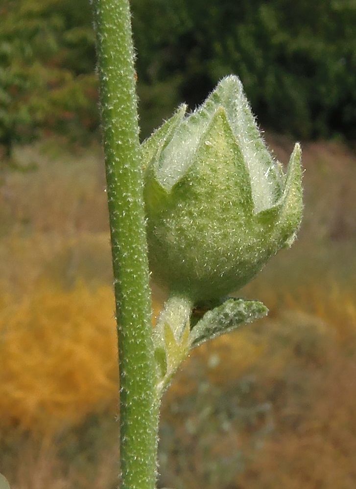 Изображение особи Alcea rugosa.