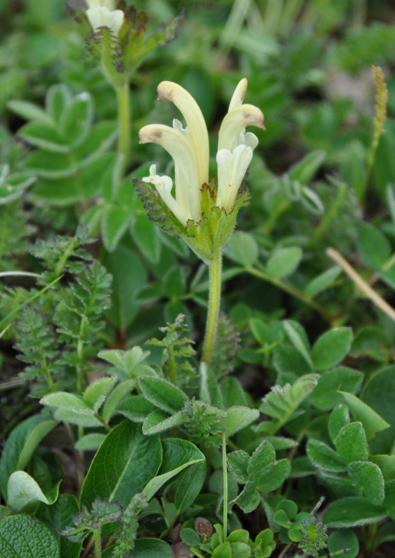 Image of Pedicularis capitata specimen.