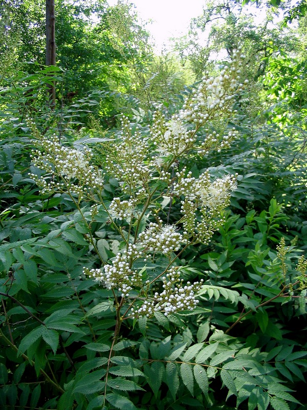 Image of Sorbaria sorbifolia specimen.