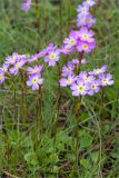 Primula finmarchica