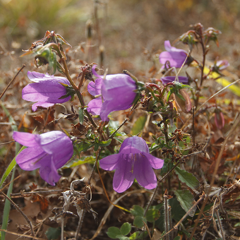 Image of Campanula longistyla specimen.