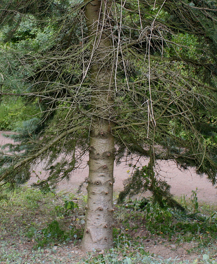 Image of Abies lasiocarpa specimen.