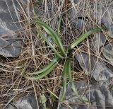 Sternbergia lutea. Растение в расщелине скалы. Греция, Халкидики, п-в Кассандра. 15.12.2013.