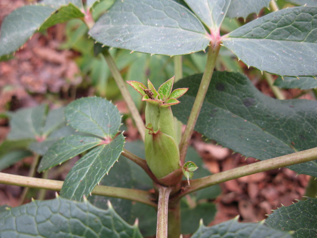 Image of Helleborus argutifolius specimen.