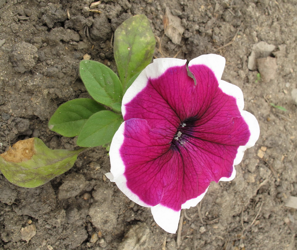 Image of Petunia &times; hybrida specimen.