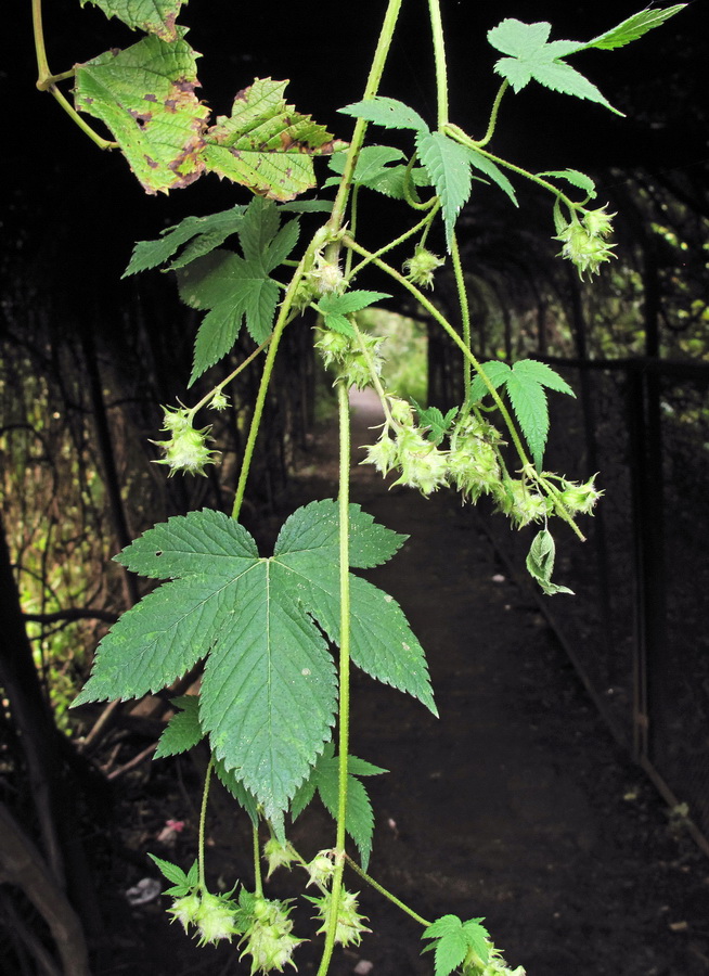 Изображение особи Humulopsis scandens.