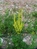 Verbascum nigrum