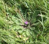 Cirsium esculentum