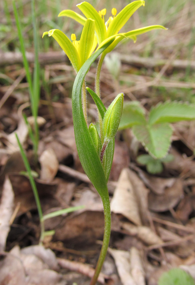 Image of genus Gagea specimen.