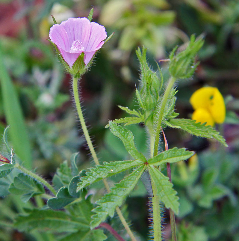 Image of Malva setigera specimen.