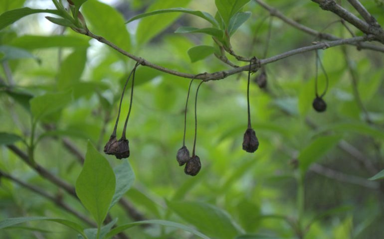 Image of Lonicera alpigena specimen.