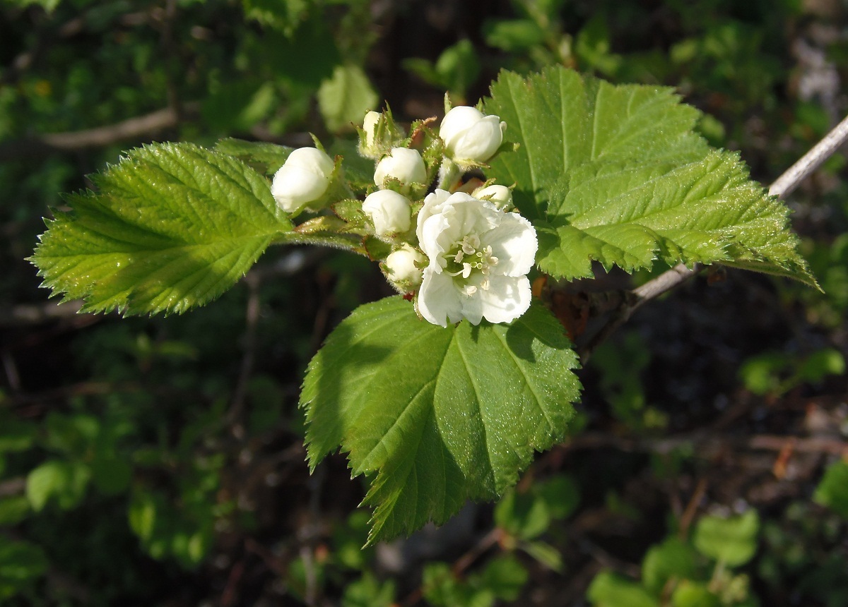 Изображение особи род Crataegus.