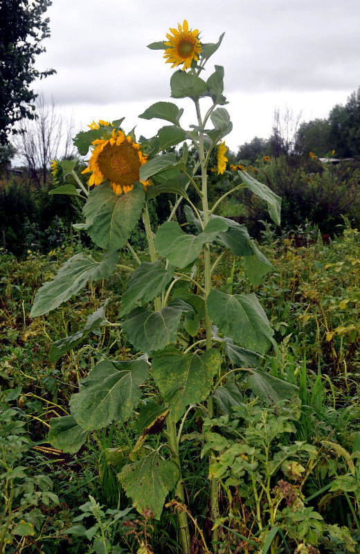 Изображение особи Helianthus annuus.