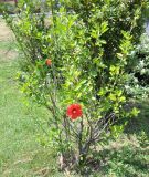 Hibiscus rosa-sinensis