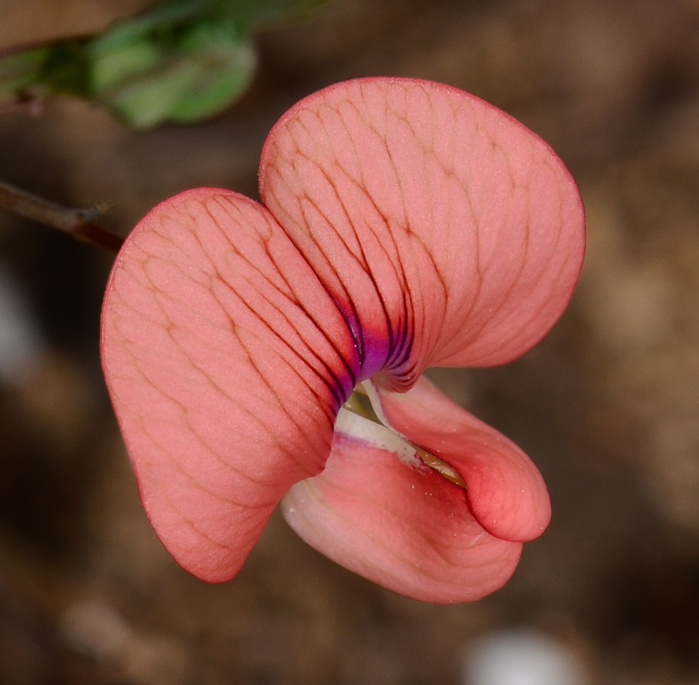 Image of Lathyrus marmoratus specimen.