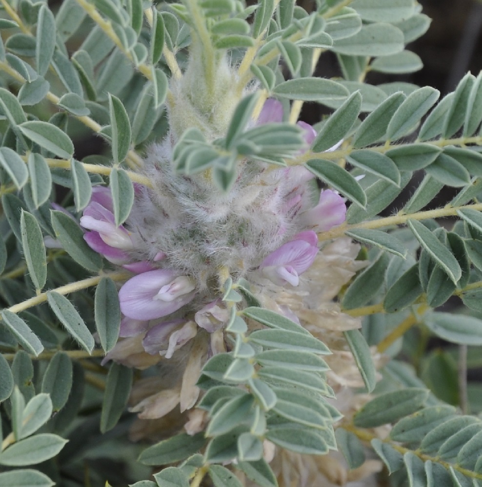 Image of Astragalus thracicus specimen.