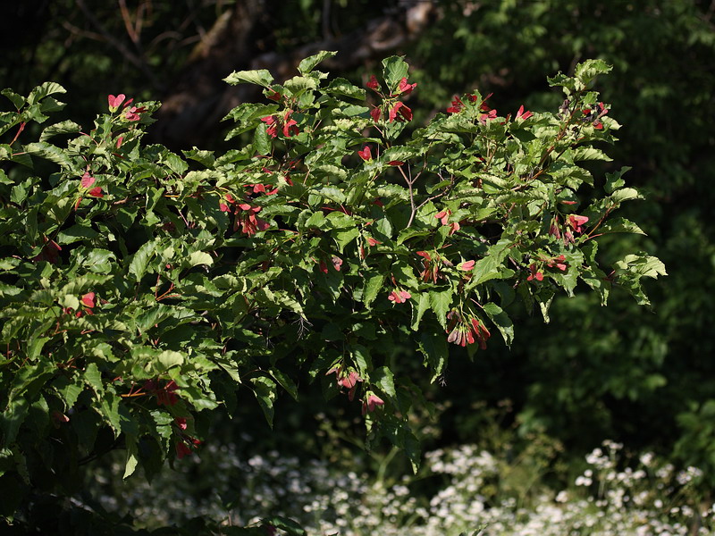 Изображение особи Acer tataricum.