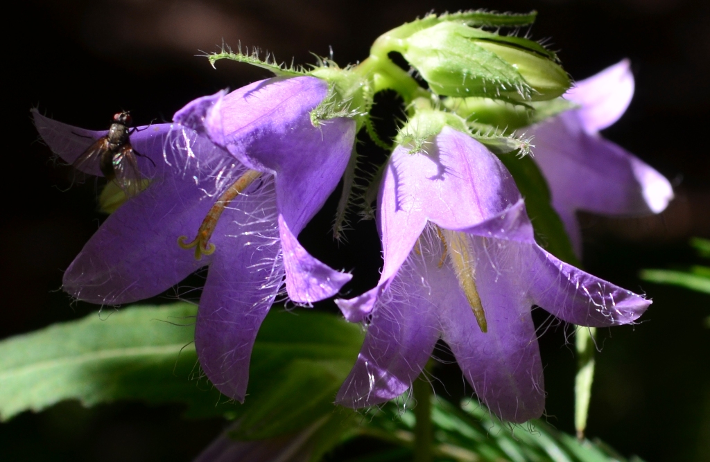 Изображение особи Campanula trachelium.