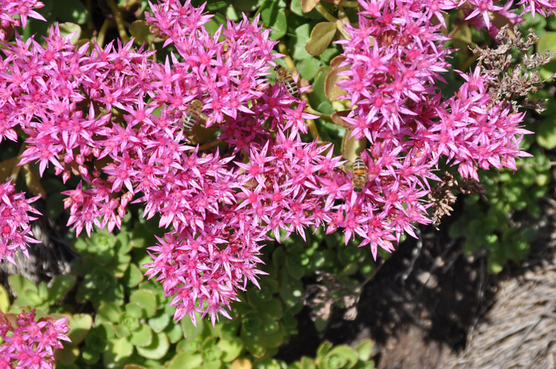 Image of Sedum spurium specimen.