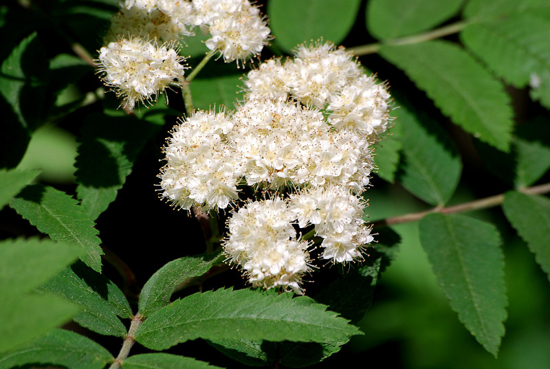 Image of Sorbus aucuparia specimen.