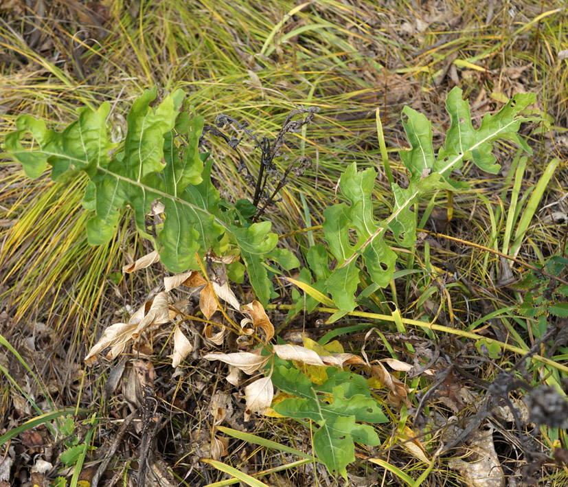 Image of Stemmacantha satzyperovii specimen.