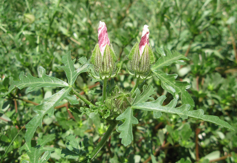 Image of Hibiscus trionum specimen.