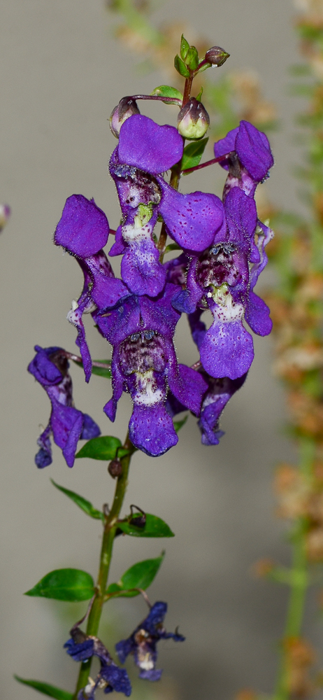 Image of Angelonia angustifolia specimen.