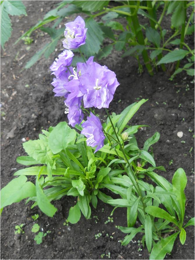 Image of Campanula persicifolia specimen.