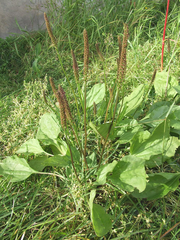 Изображение особи Plantago major.