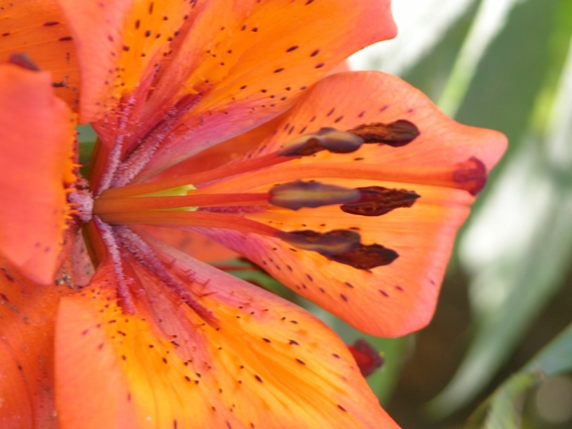 Image of Lilium pensylvanicum specimen.