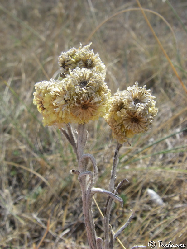 Image of Helichrysum arenarium specimen.